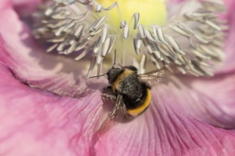 Buff tailed bumblebee (Bombus terrestris) adult bee feeding on a poppy flower in an urban garden in