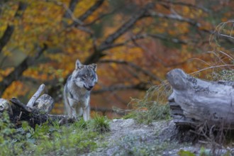 One eurasian gray wolf (Canis lupus lupus) standing between logs on a small hill with a bright and