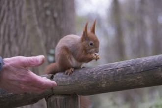 One Red squirrel or Eurasian red squirrel (Sciurus vulgaris) feeding on peanut. Trees in the