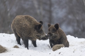 Wild boar or wild pig (Sus scrofa), walking on snowy ground, trees in the background