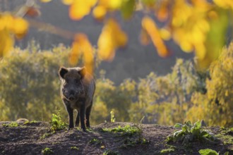 One wild boar or wild pig (Sus scrofa) stands on an opening. Early morning light and framed with