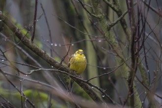 Yellowhammer (Emberiza citrinella) on a branch, Bavaria, Germany, Europe
