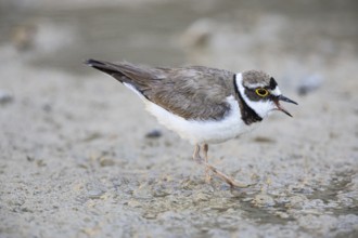 Little Ringed Plover (Charadrius dubius) Germany