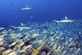 Three Grey reef sharks (Carcharhinus amblyrhynchos) hunting in a shoal of large schooling barbs