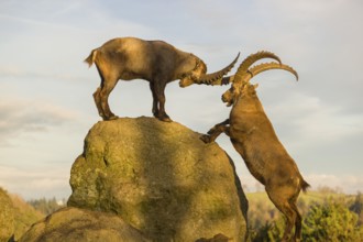Two male ibex (Capra ibex) playing on a rock in the last light of the day