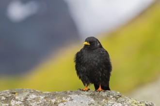 One young Alpine chough or yellow-billed chough (Pyrrhocorax graculus) stands on a rock in the