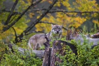 A eurasian gray wolf (Canis lupus lupus) stands on a small hill between tree trunks with a