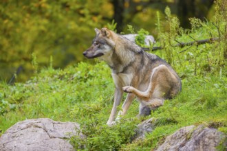 An adult male eurasian gray wolf (Canis lupus lupus) sits on a green meadow on hilly terrain,