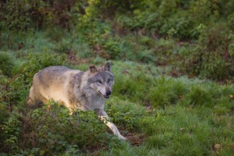An adult male eurasian gray wolf (Canis lupus lupus) runs through dense vegetation on a green