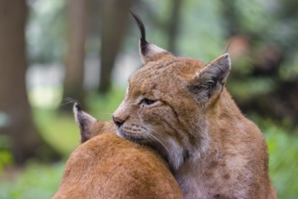 Two Eurasian lynx (Lynx lynx) sit on the forest floor and groom each other
