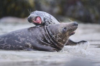 Grey seal (Halichoerus grypus) playing with each other in the water, sea, Düne, Helgoland,