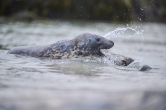 Grey seal (Halichoerus grypus) playing with each other in the water, sea, Düne, Helgoland,
