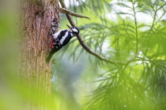 Great spotted woodpecker (Dendrocopos major), almost fledged young bird looks begging from the
