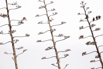 Unicoloured Starling (Sturnus unicolor), small group on a dead inflorescence of an Agave (Agave),