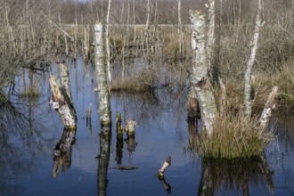 Dead birch trees (Betula pendula) in a moor, rewetting area, Emsland, Lower Saxony, Germany, Europe