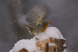 European robin (Erythacus rubecula) Germany