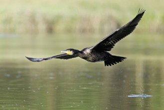 Cormorant (Phalacrocorax carbo), in flight, shallow lake, nature reserve, Reuss valley, Canton