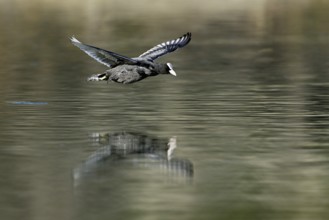 Eurasian Coot (Fulica atra), adult bird flying over the water, Flachsee, Canton Aargau,
