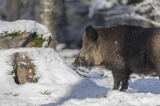 Wild boar or wild pig (Sus scrofa), walking through snow covered forest