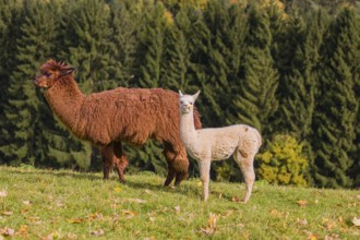 A brown female Alpaca (Vicugna pacos) and its white young stand on a green meadow . A forest is in