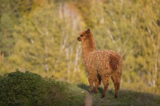 A brown male Alpaca (Vicugna pacos) stands on hilly ground in front of a forest