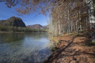 Walkway along the shore of Lake Almsee in autumn through a colored forest