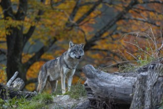 One eurasian gray wolf (Canis lupus lupus) standing between logs on a hill with a forest in fall