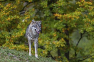 One eurasian gray wolf (Canis lupus lupus) standing on a hill on green grass with a forest in fall