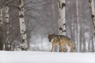 One male eurasian gray wolf (Canis lupus lupus) walking thru deep snow during snow fall. A forest