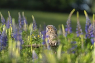 One young Ural owl (Strix uralensis) sitting on a branch lying in a field of flowering lupines in