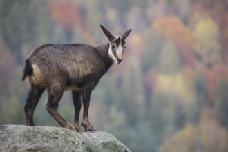 One chamois standing on rocks, autumnal colors of a forest in the distant background