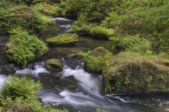 Flowing, silky water with ferns and rocks in the Edmunds Gorge, river Kamnitz, Hrensko, Ustecky