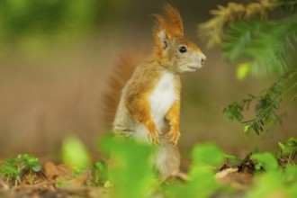 Red squirrel (Sciurus vulgaris) in a forest, Bavaria, Gernany