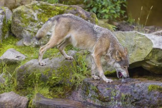An adult male eurasian gray wolf (Canis lupus lupus) stands at a cascade, drinking water