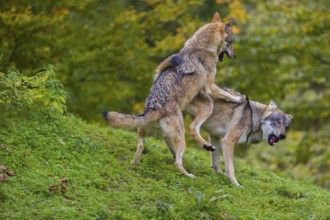 Two eurasian gray wolves (Canis lupus lupus) play on a hill. A forest in fall colours in the
