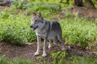 One adult eurasian gray wolf (Canis lupus lupus) walking through the green undergrowth at a forest
