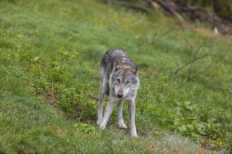 One adult male eurasian gray wolf (Canis lupus lupus) walking through the green undergrowth at a