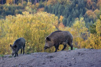 Two wild boar or wild pig (Sus scrofa), run across a clearing in hilly terrain in search of food.