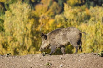 A wild boar or wild pig (Sus scrofa), runs across a clearing in hilly terrain in search of food. In