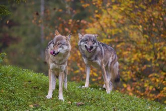 Two adult male eurasian gray wolf (Canis lupus lupus) stand on a green meadow on hilly terrain. A