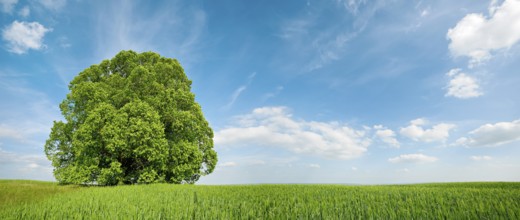 Green grain field with large solitary lime tree under a blue sky in spring, Sangerhausen,