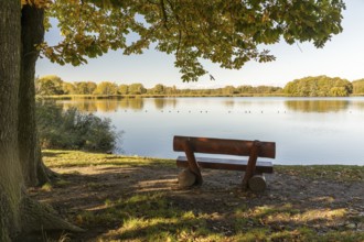 Bench on the bank with a view of the Dippelsdorf pond, Friedewald, Moritzburg, Saxony, Germany,