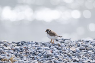 Common ringed plover (Charadrius hiaticula) on the beach, Düne, Helgoland, Schleswig-Holstein,