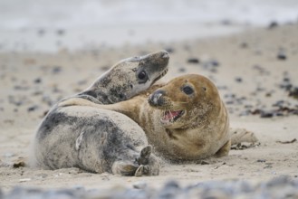 Grey seal (Halichoerus grypus) playing with each other on the beach, Düne, Helgoland,