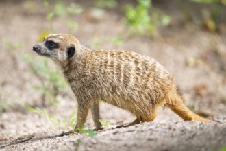 Meerkat (Suricata suricatta), standing on the ground, captive, Germany, Europe