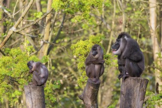 Three Drills (Mandrillus leucophaeus), a male and two females, sit high up on the three stumps of a