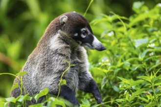 Coati (Nasua narica), Mammals (Mammalia), Alajuela, Costa Rica, Central America