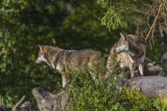 Two eurasian gray wolf (Canis lupus lupus) standing on a log in front of a white rock between green