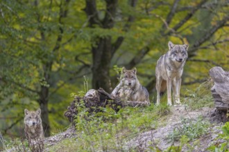 Three eurasian gray wolf (Canis lupus lupus) standing on a small hill between logs with a colourful