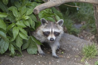 One Raccoon, procyon lotor, appearing out of a bush, looking towards the camera